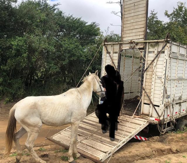  Homem que cometia assaltos montado a cavalo é preso em Garanhuns.