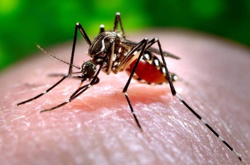  Pernambuco confirma primeira morte por chikungunya no Estado em 2022.
