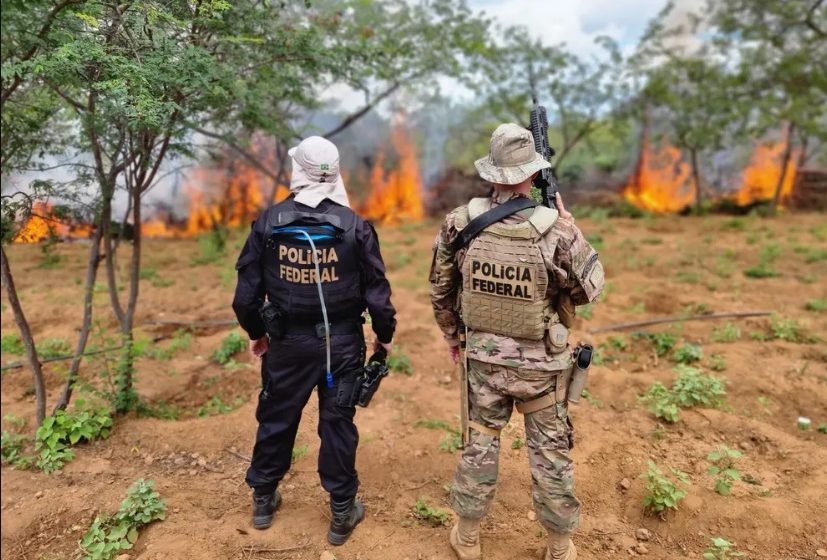  Polícia Federal destrói 214 mil pés de maconha no Sertão de Pernambuco.