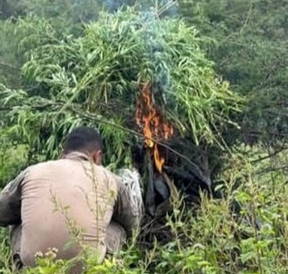  Polícia erradica plantação com 4,8 mil pés de maconha no Sertão.