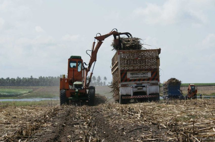  Produção de cana-de-açúcar deve crescer 5% no estado de Alagoas.