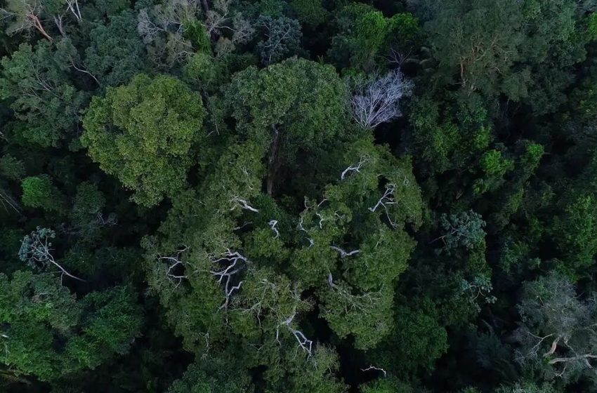  Desmatamento na Amazônia registra menor índice histórico para novembro.