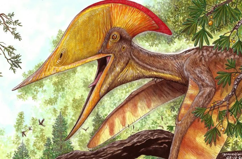  Pesquisadores brasileiros e chineses anunciam espécie de pterossauro.