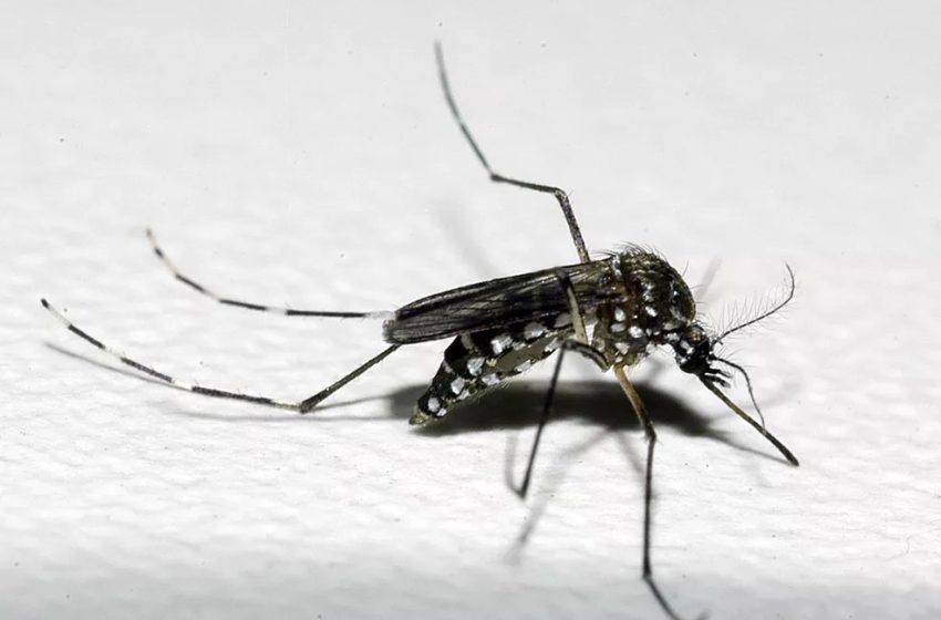  Dengue: Brasil pode ter até 5 milhões de casos da doença em 2024, afirma Ministério da Saúde.