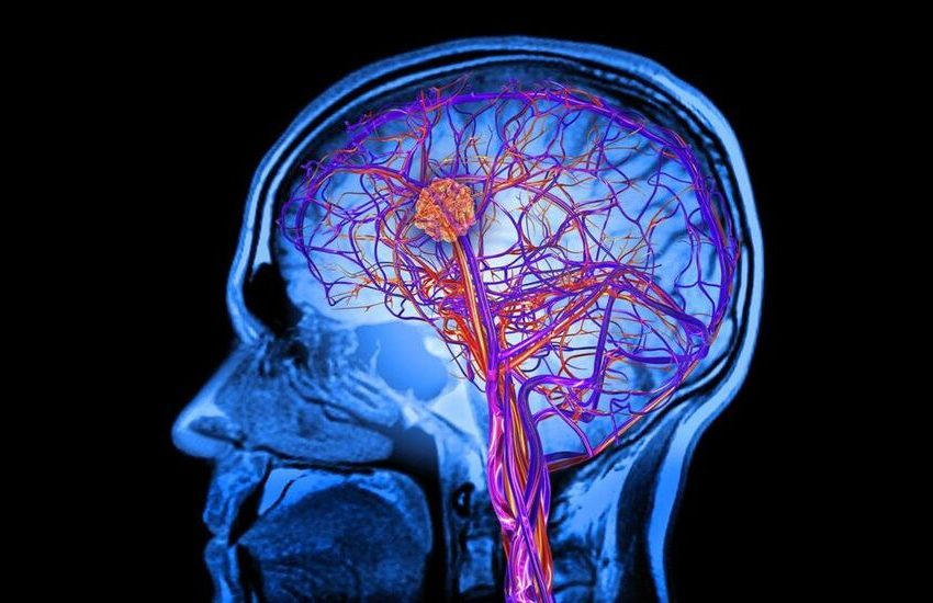  Cérebros humanos estão ficando maiores, revela estudo; isso é bom? Entenda.
