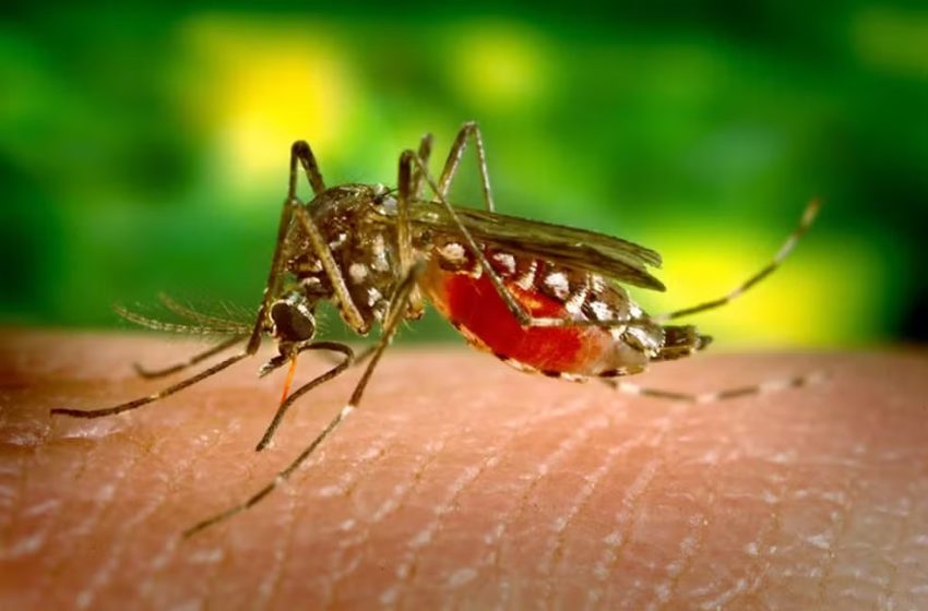  Pernambuco confirma primeira morte por dengue em 2024; paciente era de Tuparetama, no Sertão.